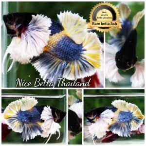 Betta Fish Ivory Thunder Large Dumbo HMPK (Ultra Rare)
