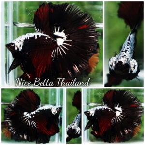 Betta Fish King of Vampire Samurai Silver Armor OHM