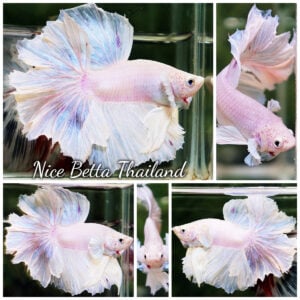 Betta Fish Pastel White Feathertail OHM
