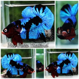 Betta Fish Avatar Blue Black Koi HMPK