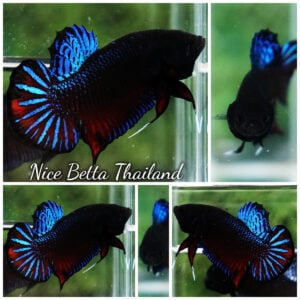 Betta Fighting Spenders Regans Blue