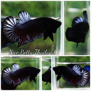 Betta Fish Betta Fighting Spenders Regans Grey