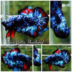 Betta Fish Avatar Vampire Black Star Nebular OHMPK