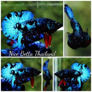 Betta Fish Avatar Blue Black Star Galaxy HMPK