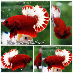 Betta Fish Hell Boy Sparkle Tail HMPK