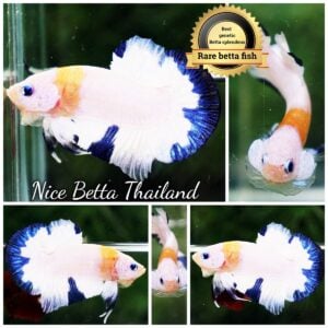Betta Fish Angle Blue Fire Scarf HMPK (Rare)