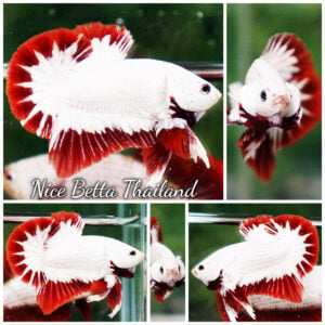 Betta Fish Red Dragon Platinum Butterfly OHMPK