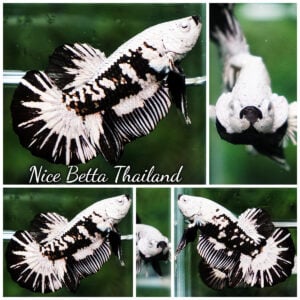 Betta Fish Zombie Black Mouth HMPK