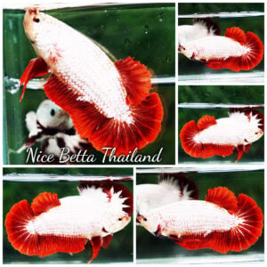 Betta Fish Red Dragon HMPK