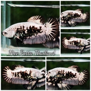 Betta Fish Female Zomebie Black Mouth HMPK