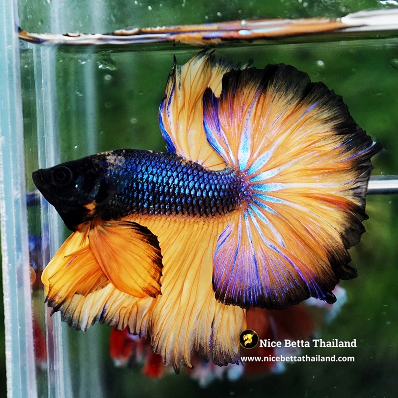 Betta Fish Blue Mustard Gas Hawk OHM