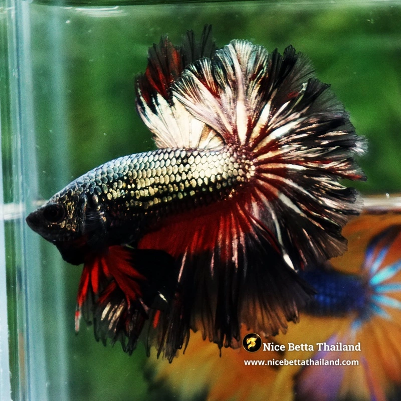 Betta Fish Dark Vampire Copper Sky Hawk OHM