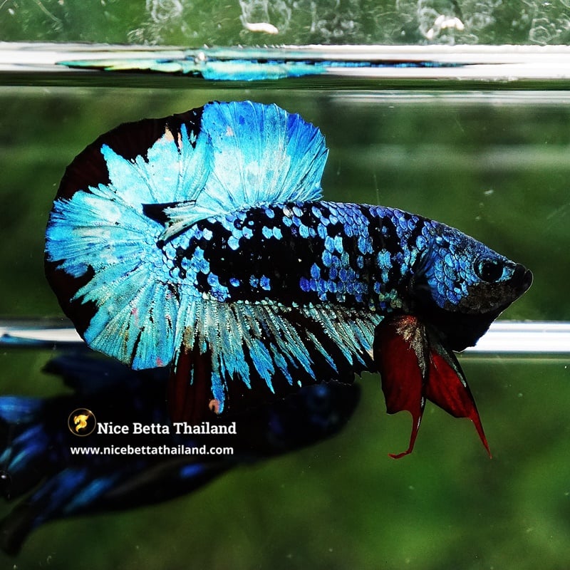 Betta Fish Blue Black Star Avatar HMPK