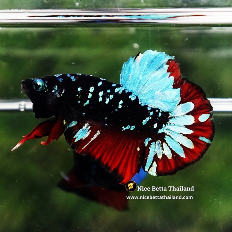 Betta Fish Vampire Black Star Avatar HMPK