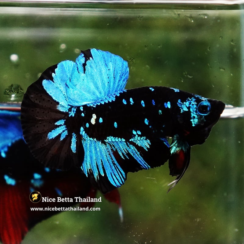 Betta Fish Blue Black Star Avatar HMPK