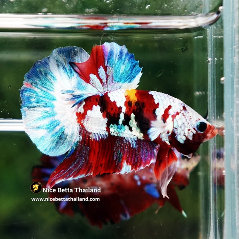 Betta Fish Multicolors Fancy Koi Galaxy Full Helmet Marking HMPK (Rare)