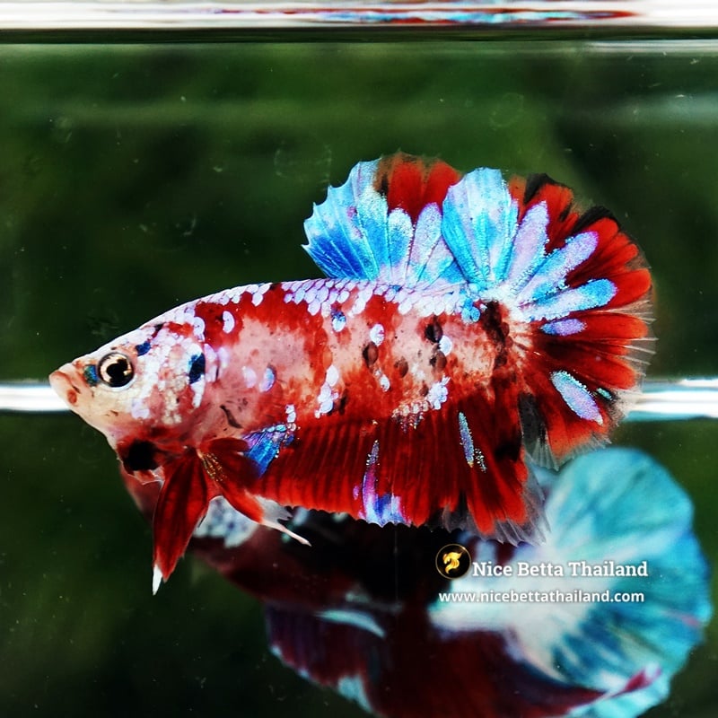 Betta Fish Red Koi Galaxy HMPK