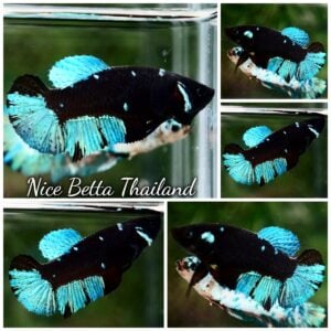 Betta Fish Female Blue Black Star Avatar HMPK
