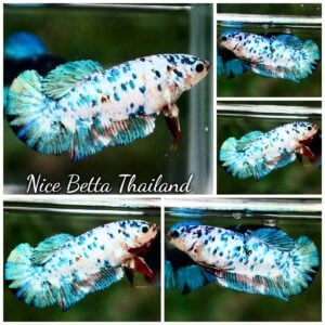 Betta Fish Female The Frozen Queen HMPK