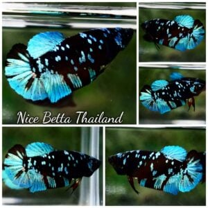 Betta Fish Female Blue Black Star Avatar HMPK
