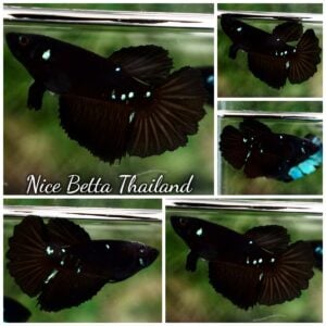 Betta Fish Female Black Warrior Feathertail HM