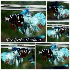Betta Fish Female Sparkle Avatar Galaxy HM