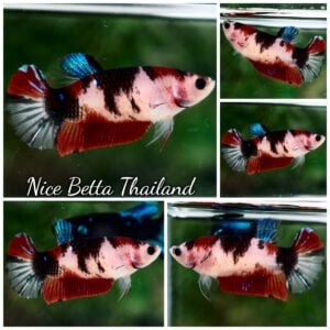 Betta Fish Female Classic Koi HMPK
