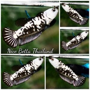 Betta Fish Female Black Samurai HMPK