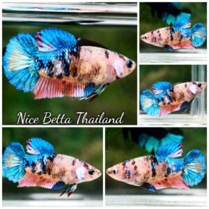 t07-148 Betta Fish Female Pink Blue Sweet Koi HMPK