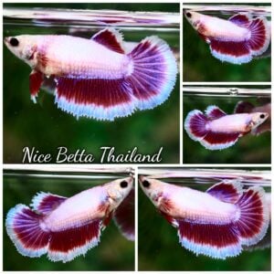 Betta Fish Female Lavender Butterfly HM