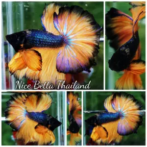 Betta Fish Blue Mustard Gas Hawk OHM