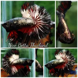 Betta Fish Dark Vampire Copper Sky Hawk OHM