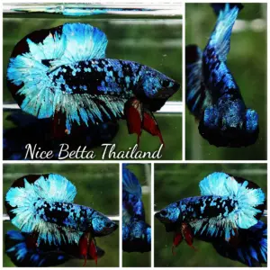 Betta Fish Blue Black Star Avatar HMPK