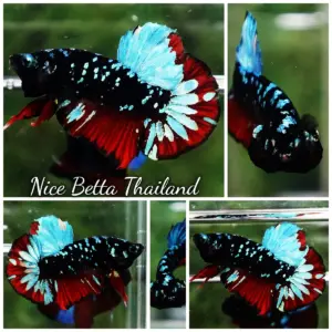 Betta Fish Vampire Black Star Avatar HMPK