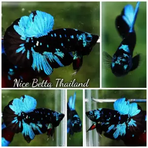 Betta Fish Blue Black Star Avatar HMPK