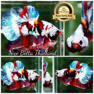 Betta Fish Multicolors Fancy Koi Galaxy Full Helmet Marking HMPK