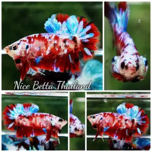 Betta Fish Red Koi Galaxy HMPK