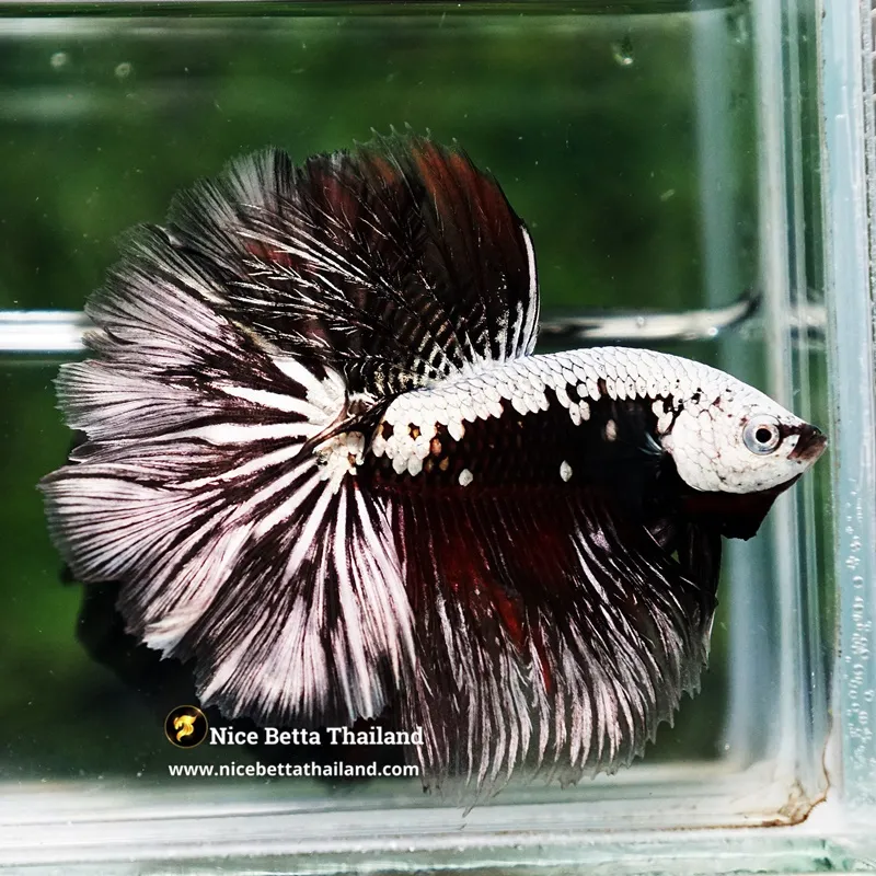 Betta Fish The Samurai Dragon Warrior Rosetail OHM