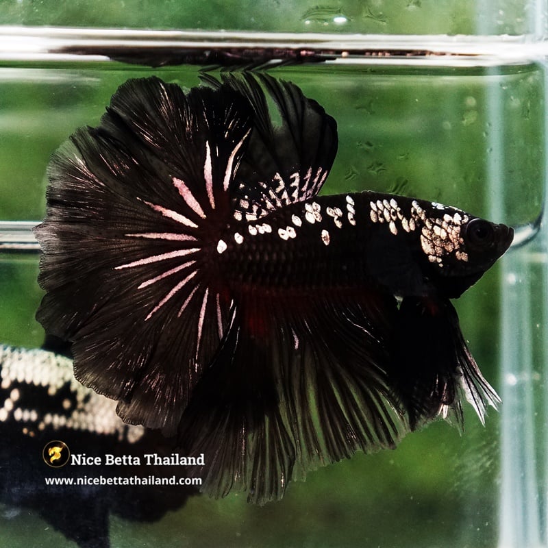 Betta Fish Black Hole Warrior Star Rosetail OHM