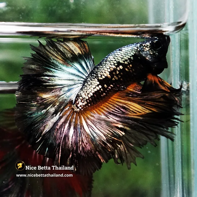 Betta Fish Copper Mustard Warrior Hawk OHM