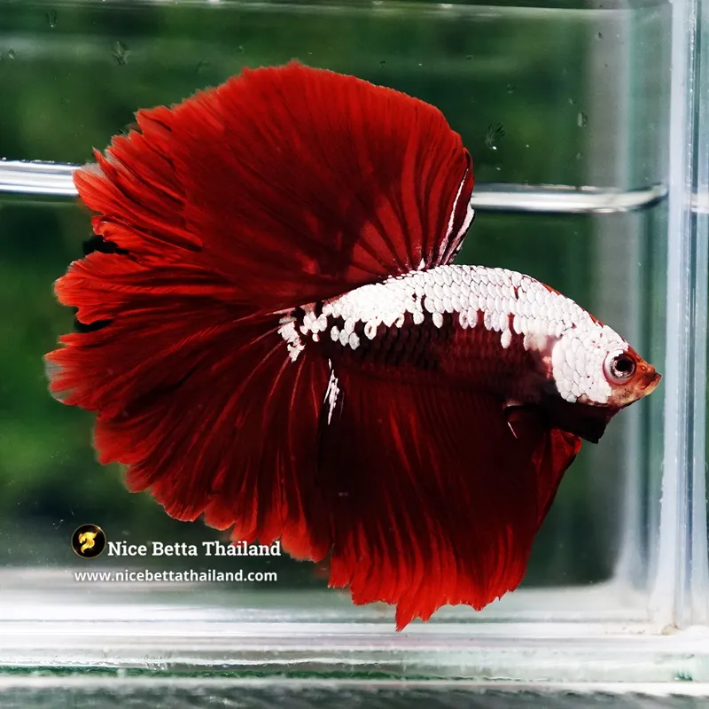 Betta Fish Red Samurai Warrior Feather tail OHM