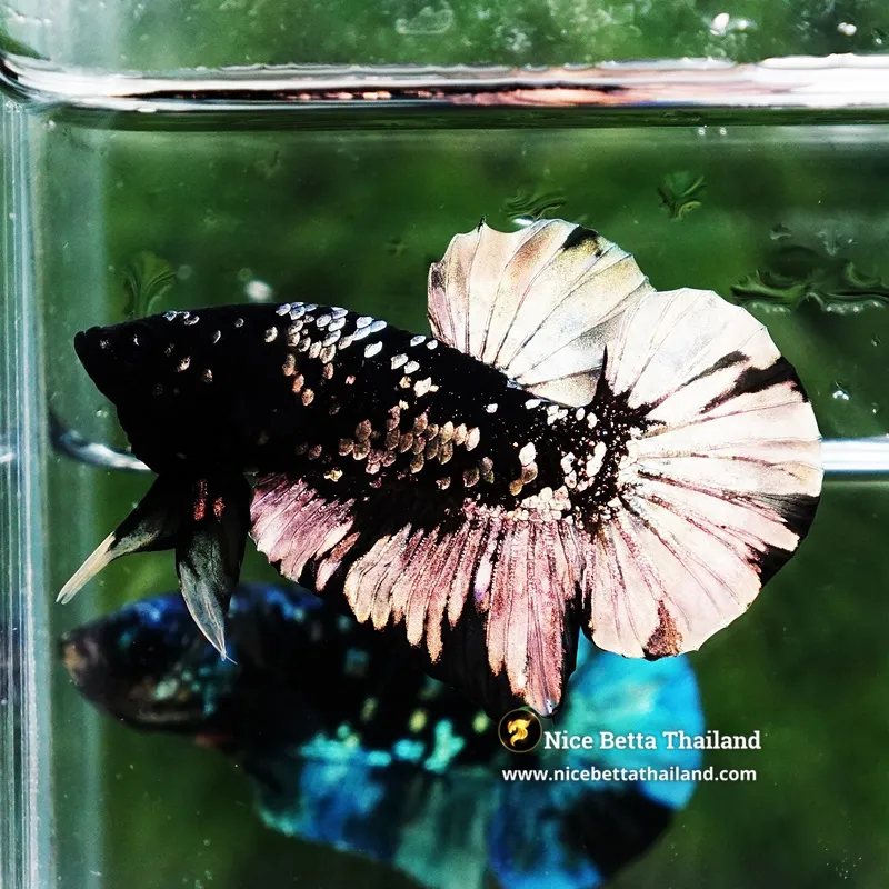 Betta Fish The Dark Gold Nebula Shadow HMPK (Rare)