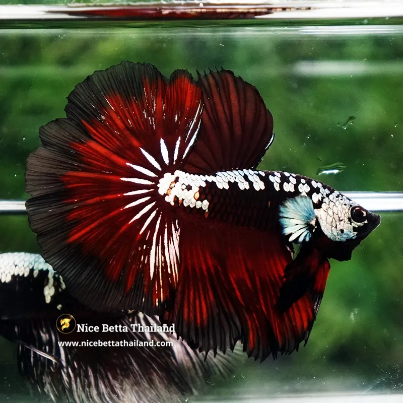 Betta Fish Vampire Samurai Rosetail OHM