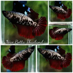 Betta Fish Female Hell Copper HM