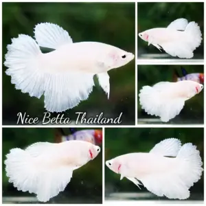 Betta Fish Female Queen of The White Rosetail HM