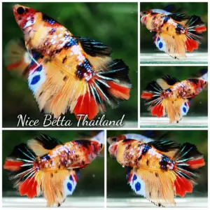 Betta Fish Female Multicolor Candy Nemo Yellow Base HM