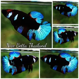 Betta Fish Female Blue Black Light HM