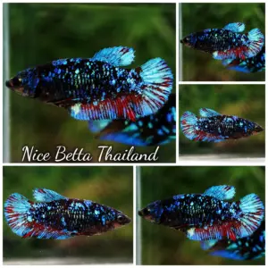 Betta Fish Female Nebular Black Star Avatar HMPK