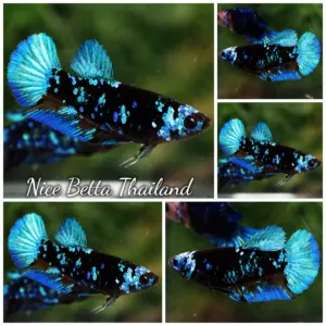 Betta Fish Female Avatar Blue Black Star HMPK