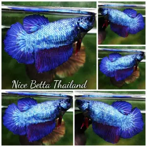 Betta Fish Female Royal Blue HM